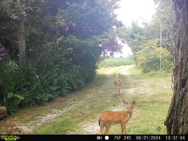 9742 Wayland deer x4.jpeg